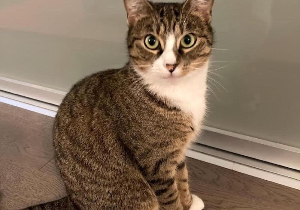 Placeholder photograph of a cat