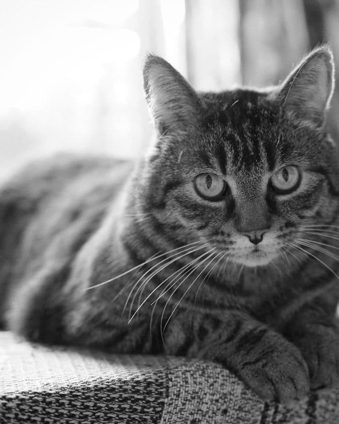 Placeholder photograph of a cat