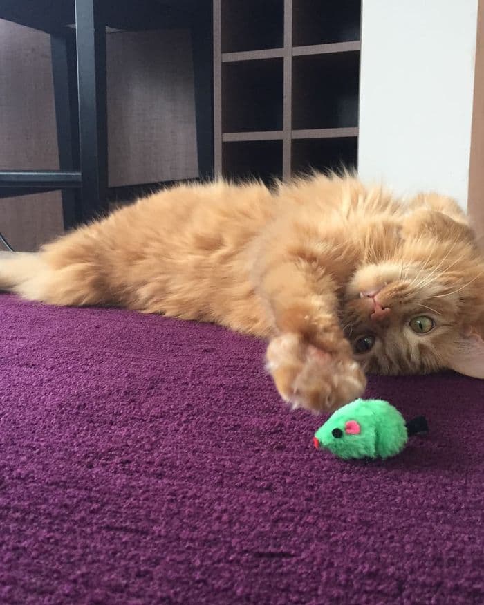 Placeholder photograph of a cat