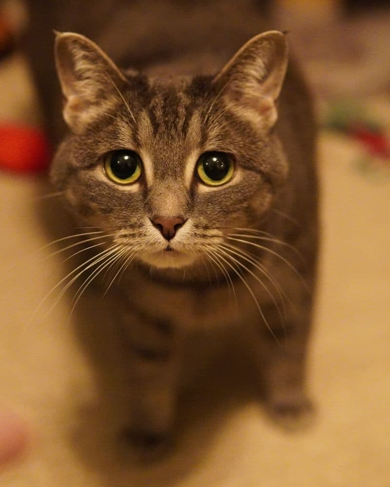 Placeholder photograph of a cat