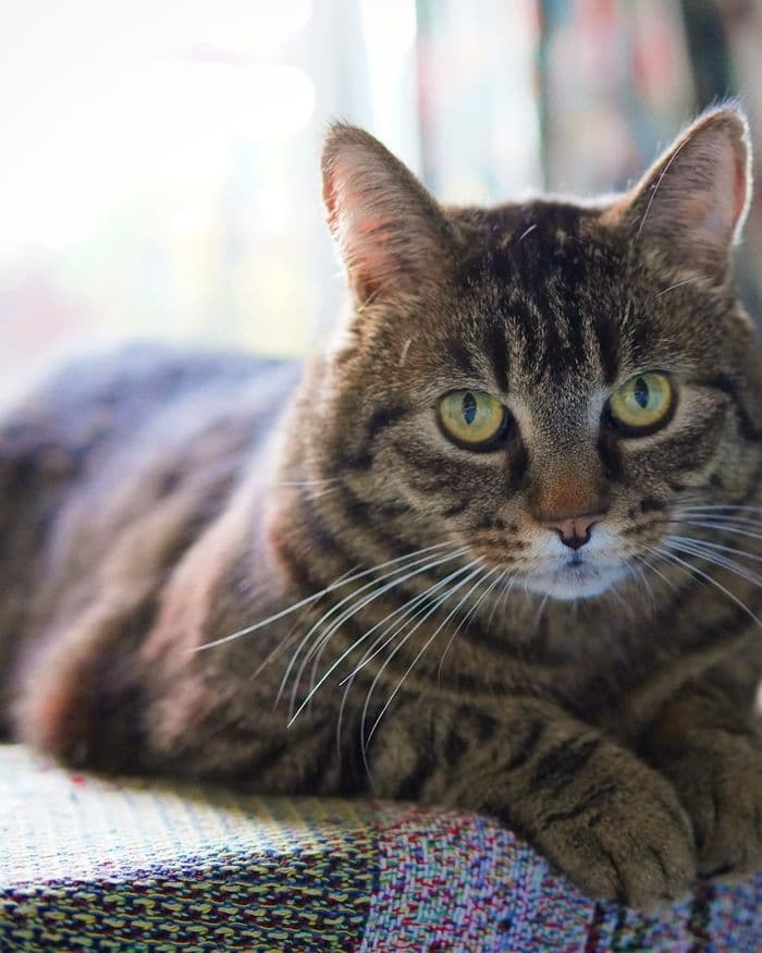 Placeholder photograph of a cat