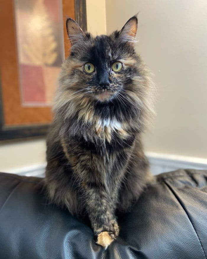Placeholder photograph of a cat